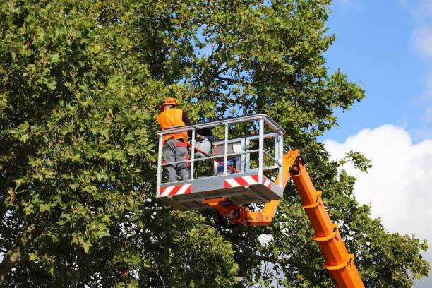 The Steps Involved in Our Tree Care Process in Del Aire, CA